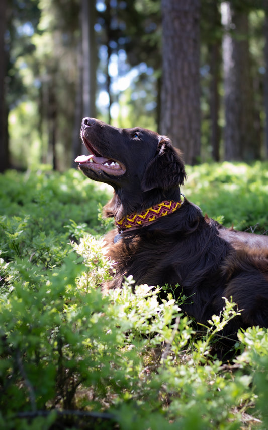 Paracordový obojek pro psa, obojek na míru, ručně pletený obojek pro střední i velké psy, elegantní obojek, praktický obojek, nastavitelný paracordový obojek, hnědý flatcoat retriever, flatcoat, retriever, flatcoated retriever v paracordovém obojku