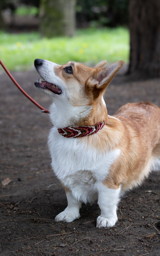 Ručně pletený paracordový obojek na míru pro střední a velké psy – elegantní a praktický podzimní obojek na corgiho (Welsh Corgi)