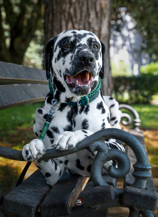 Dalmatin pózující na lavičce se zeleným nastavitelným paracordovým obojkem a ladící lanovou ručkou/couračkou