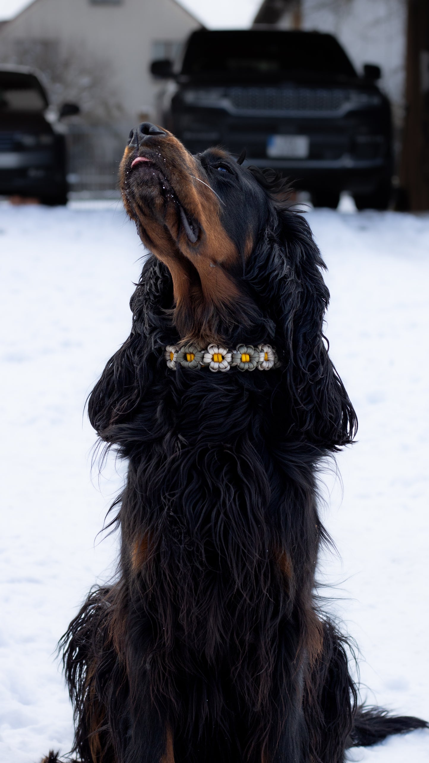 Ručně pletený paracordový květinový obojek v mírných elegantních barvách béžové a šedé, střed květin je ze žlutého paracordu, gordonsetter s paracordovým květinovým obojkem