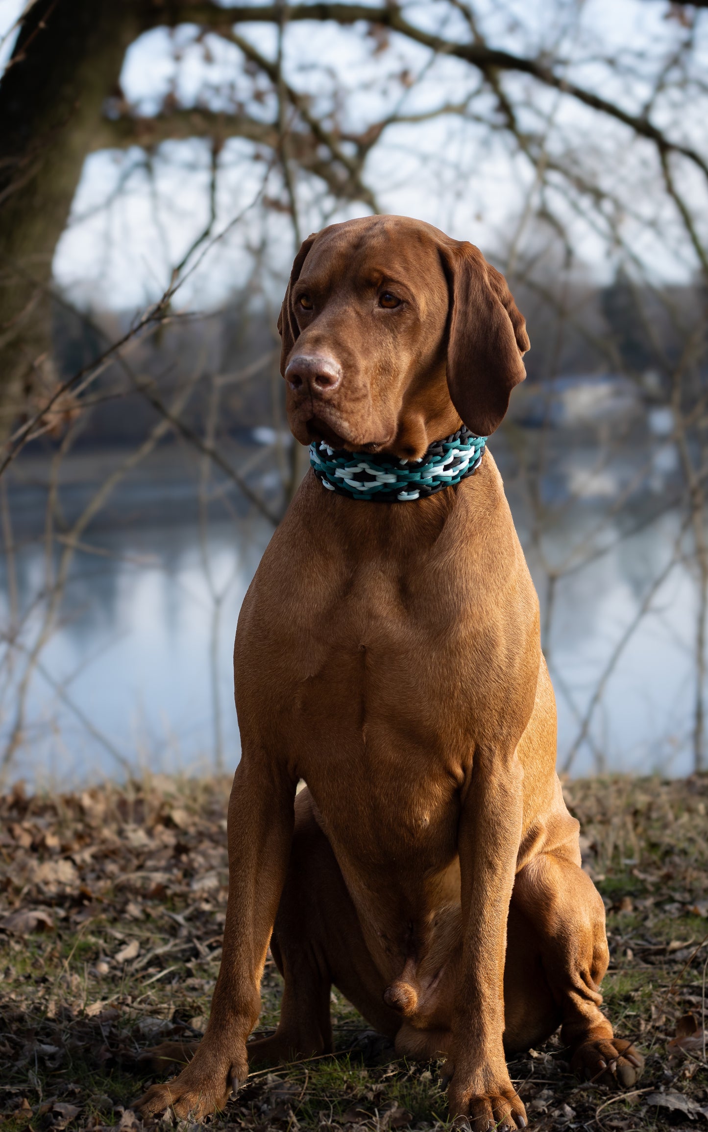 Ručně pletený modrý paracordový obojek na míru pro psa – ideální pro střední a velká plemena jako maďarský ohař (vizsla)