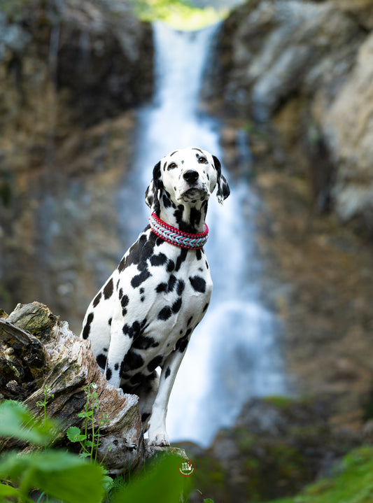 Ručně pletený nastavitelný paracordový obojek na míru pro střední a velké psy, elegantní a praktický doplněk na dalmatinovi