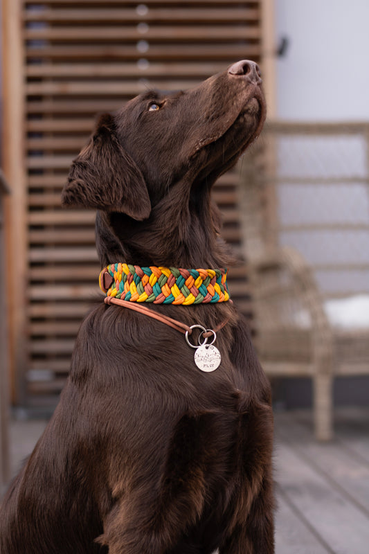 Paracordový obojek pro psa, obojek na míru, ručně pletený obojek pro střední i velké psy, elegantní obojek, praktický obojek, barevný paracordový obojek, nastavitelný obojek, flatcoated retriever, flatcoat, retriever, hnědý flatcoat retriever v paracordovém obojku