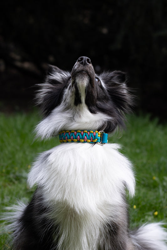 paracordový obojek pro malé a středně velké psy, paracordový obojek pro psa, úzký paracordový obojek, nastavitelný paracordový obojek, barevný paracordový obojek, modro-žluto-růžový obojek, sheltie, šeltie, shetland shepherd, šetlandský ovčák v paracordovém obojku