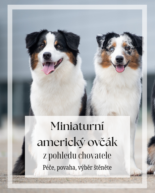 Miniaturní americký ovčák pohledem chovatele - péče, povaha, výběr štěněte