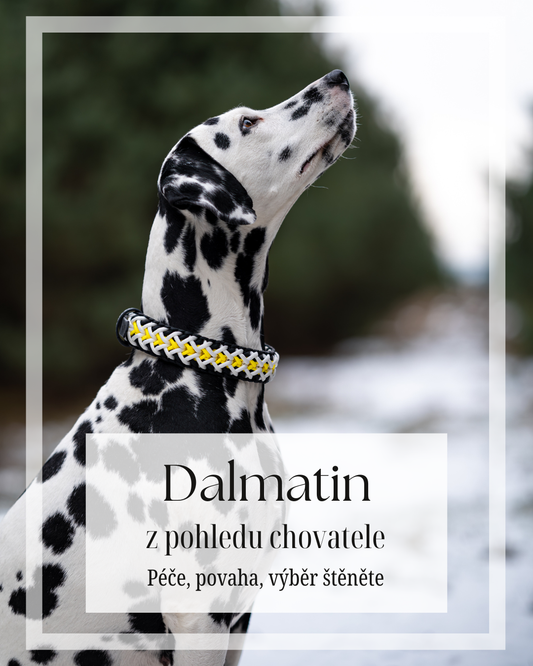 Dalmatin pohledem chovatele - péče, povaha, výběr štěněte