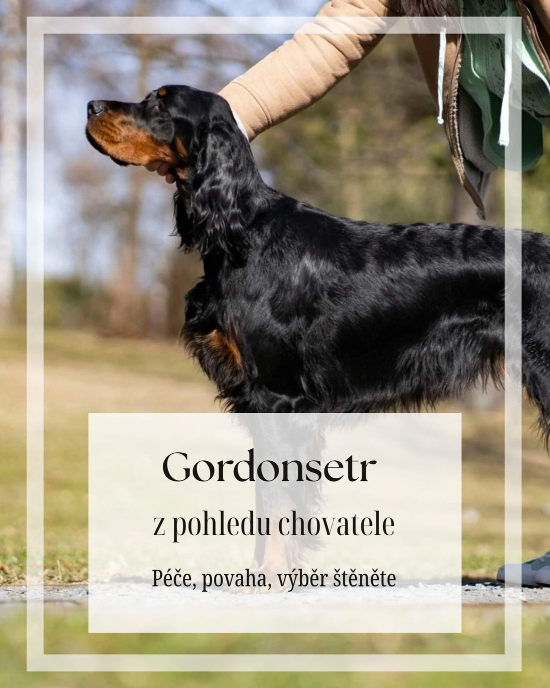 Gordonsetr pohledem chovatele - péče, povaha, s čím počítat před pořízením