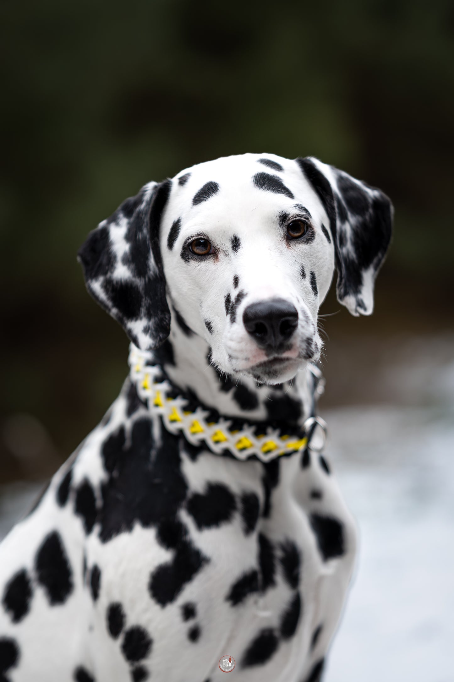 Nastavitelný paracordový obojek ve vzoru 'Crisscross' s BioThane popruhem