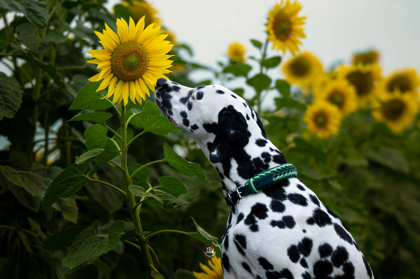 Nastavitelný paracordový obojek ve vzoru 'Ocean wave 🌊' s BioThane popruhem