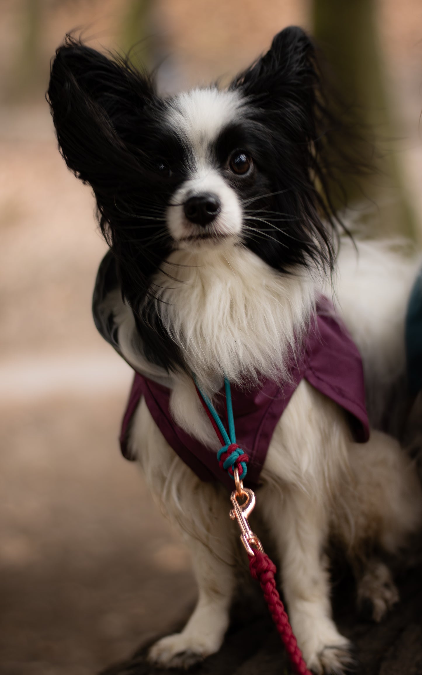 Paracordový obojek na míru ve vzoru 'Light' pro malé psy