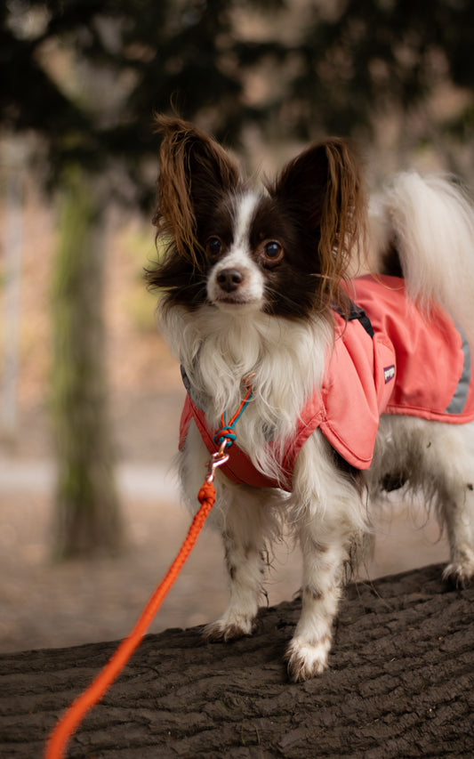 Paracordový obojek na míru ve vzoru 'Light' pro malé psy