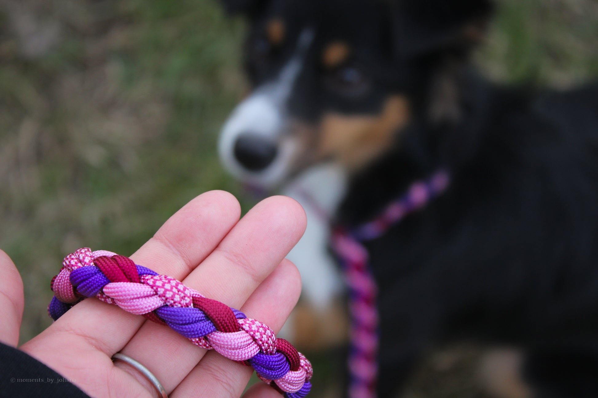 Ručně pletené paracordové agility vodítko ve vzoru braids v barvách fialové, růžové a červené