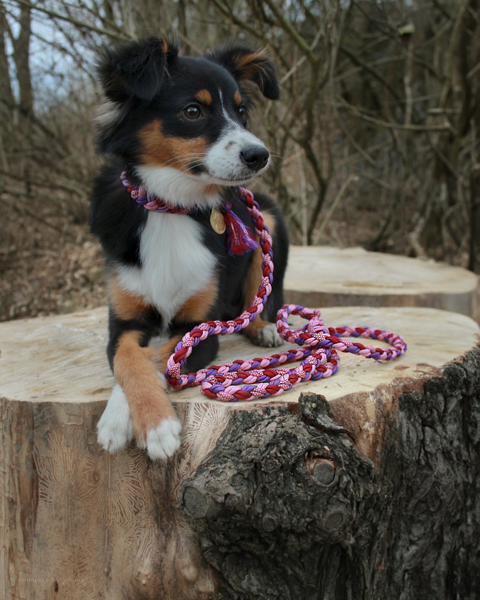 Paracordové agility vodítko a obojek pro psa – ručně pletený set na miniaturním americkém ovčákovi (MAS), vhodný pro sport a procházky