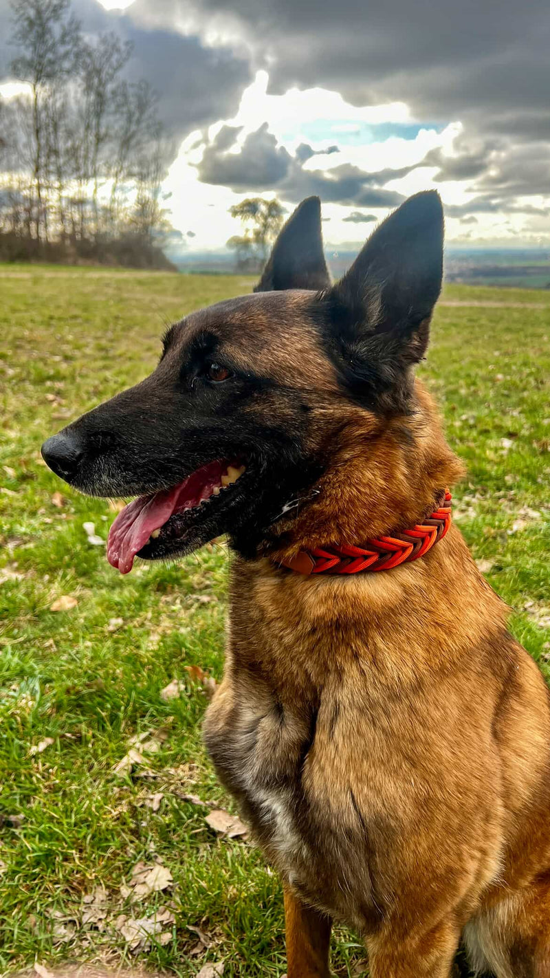 Malinois na procházce v našem paracordovém obojku Misty mountain, speciálně pleten tak, aby zakryl elektrický obojek. Pletený obojek je v odstínech oranžové a hnědé.