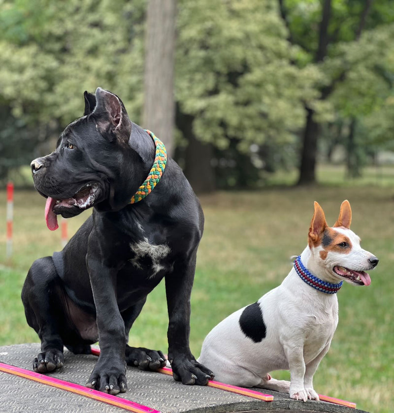 Na fotce jsou dva psy: cane corso a jack russel teriér pózujících na vyvýšené plošině. Cane corso má na sobě pletený obojek River z paracordu v barevné kombinaci zelených a oranžových barev. JRT poté menší vzor Covenant v kombinaci modré a vínové.