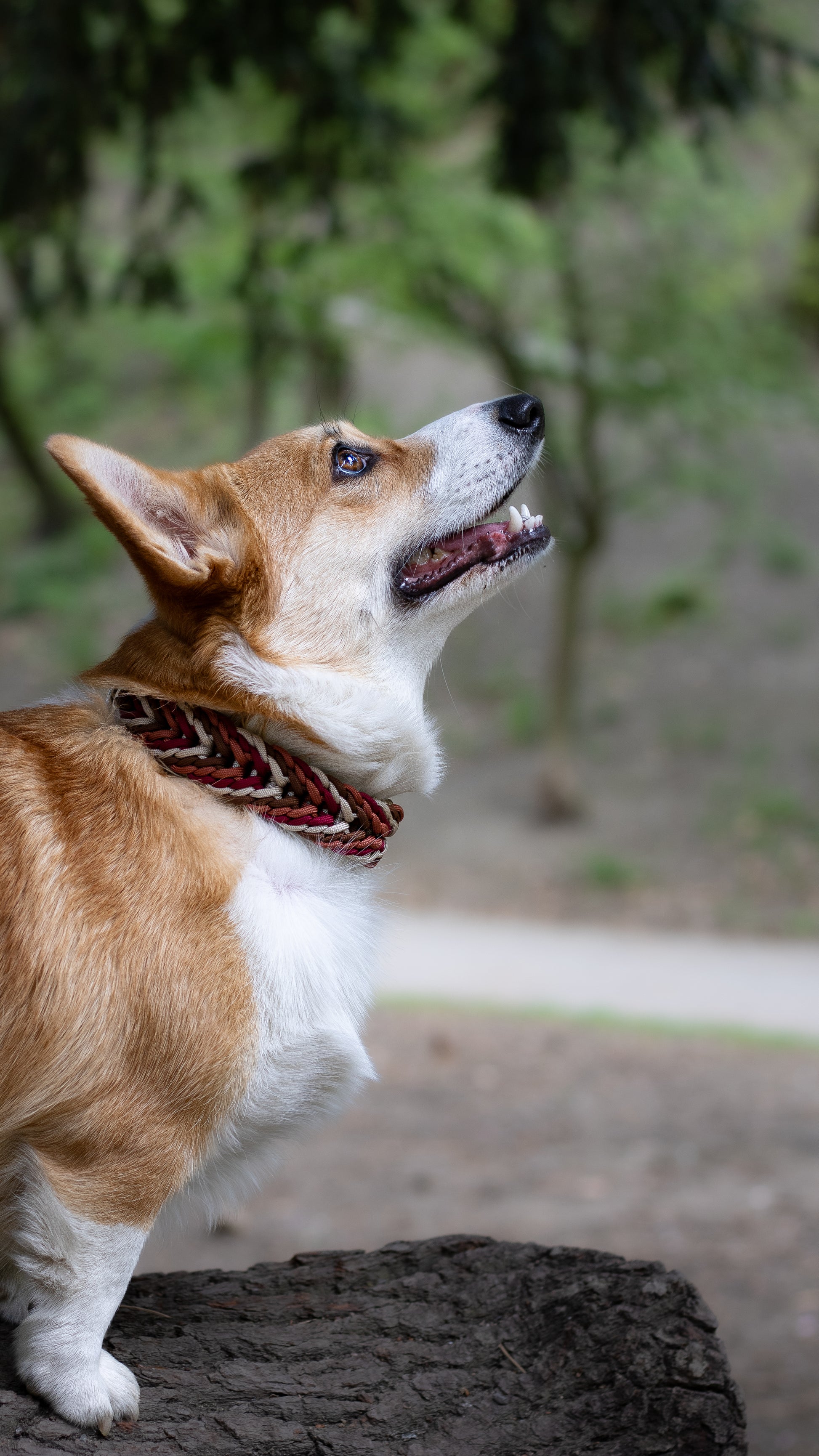 Ručně pletený paracordový obojek na míru pro střední a velké psy – elegantní a praktický podzimní obojek na corgiho (Welsh Corgi)
