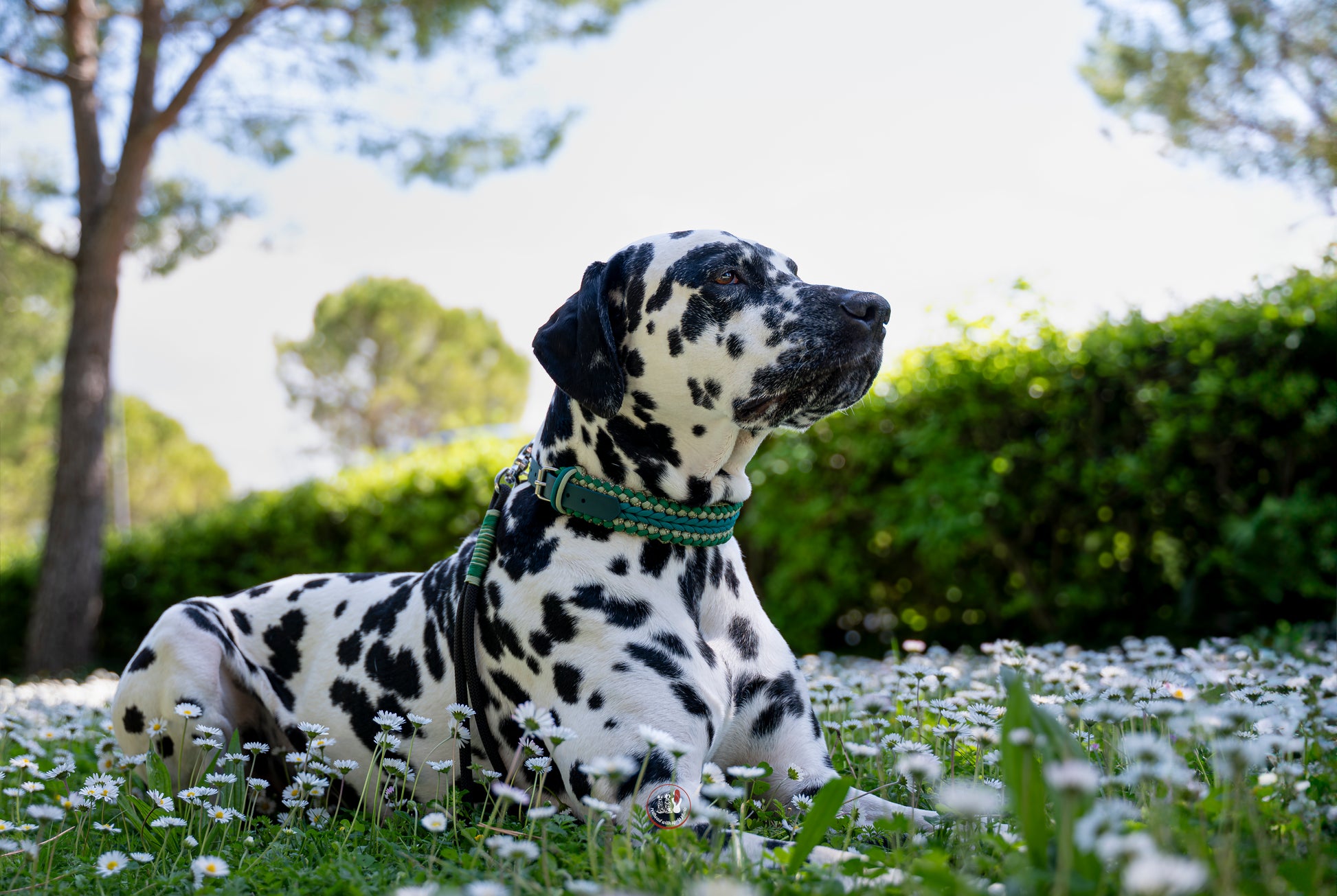 Dalmatin na rozkvetlé louce sedmikrásek v paracordovém obojku happiness v kombinaci odstínů zelené a černou lanovou ručkou / krátkým vodítkem se zeleným opletem.