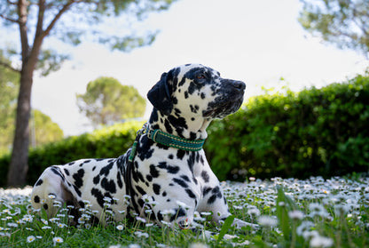 Dalmatin na rozkvetlé louce sedmikrásek v paracordovém obojku happiness v kombinaci odstínů zelené a černou lanovou ručkou / krátkým vodítkem se zeleným opletem.