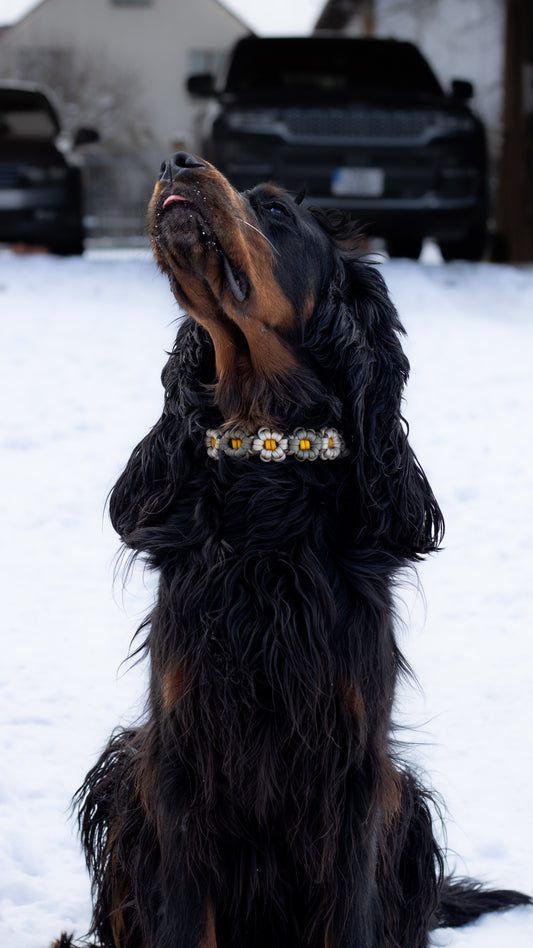 Ručně pletený paracordový květinový obojek v mírných elegantních barvách béžové a šedé, střed květin je ze žlutého paracordu, gordonsetter s paracordovým květinovým obojkem 