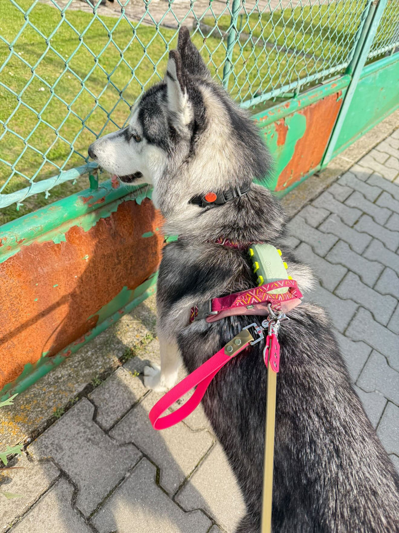 Šedý husky s postrojem na kterém je připevněna růžovo hnědá voděodolná ručka (krátké vodítko) pro snadnou a rychlou manipulaci a naše vodítko Easy slide s posuvnými kroužky.