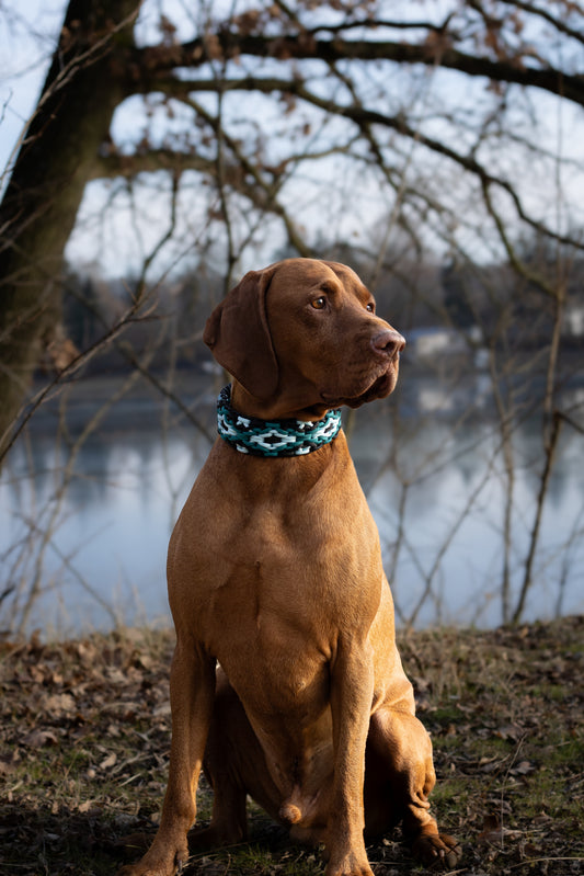 Ručně pletený modrý paracordový obojek na míru pro psa – ideální pro střední a velká plemena jako maďarský ohař (vizsla)