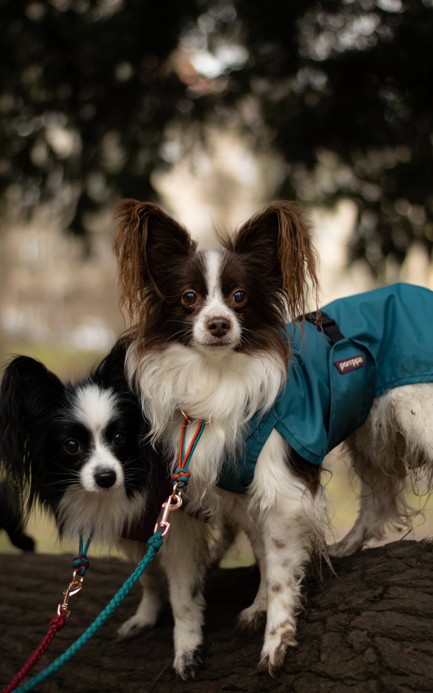 Papilloni na fotce pózují s lehkým přepínacím ručně pleteným paracordovým vodítkem v cihlové barvě vhodné hlavně pro malá plemena psů, díky své lehkosti a pohodlnosti v barvě tyrkysové a cihlové.