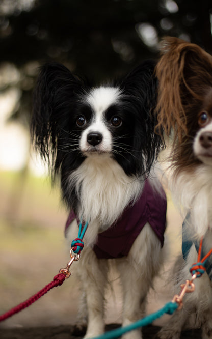 Na fotce jsou 2 papilloni pózující s lehkými paracordovými vodítky s ručkou vhodnými pro malé psy svou lehkostí a šířkou. Barvy vodítek jsou cihlová a tmavě tyrkysová. 