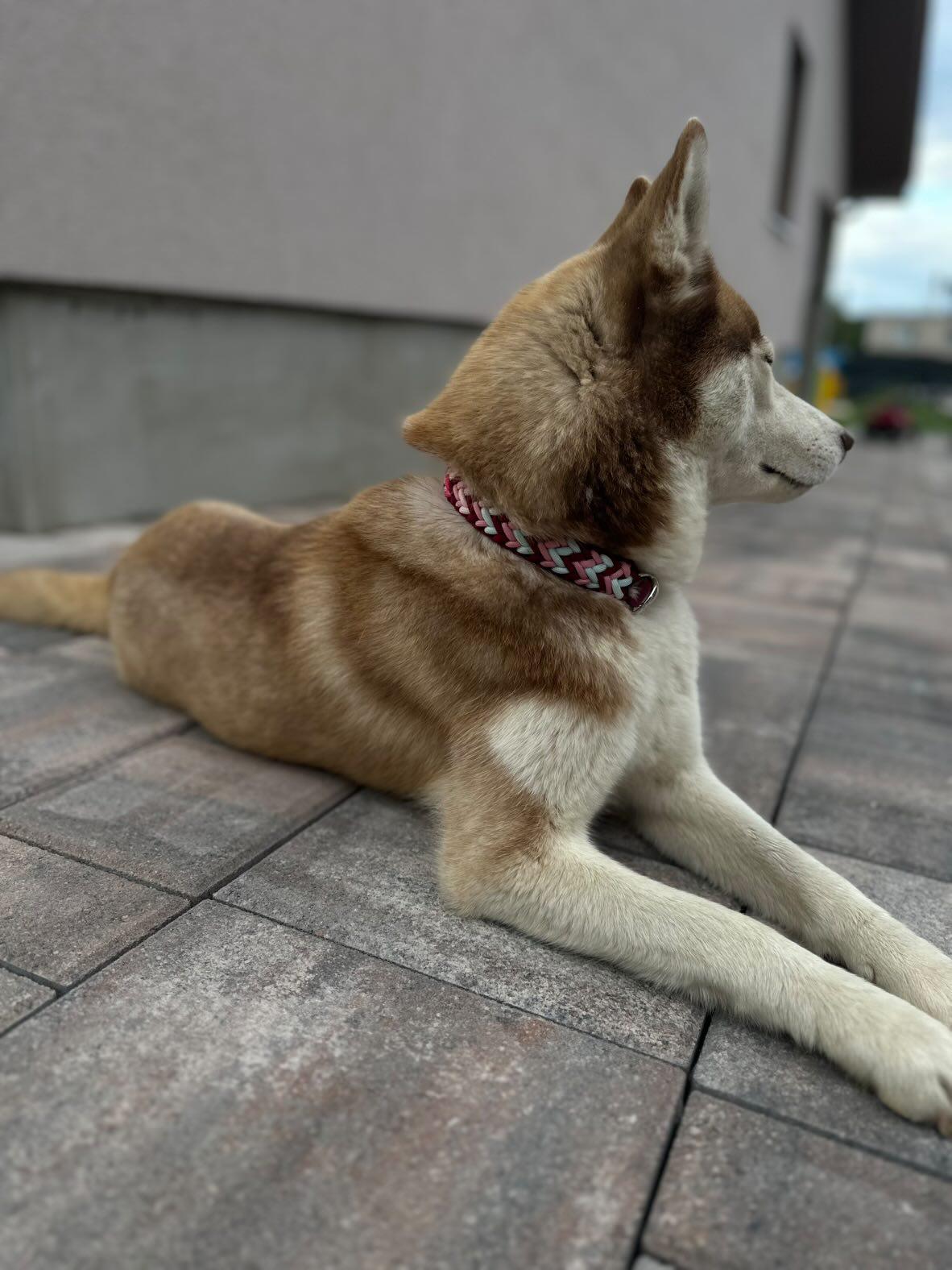 Paracordový obojek na míru ve vzoru 'Fairy dust'