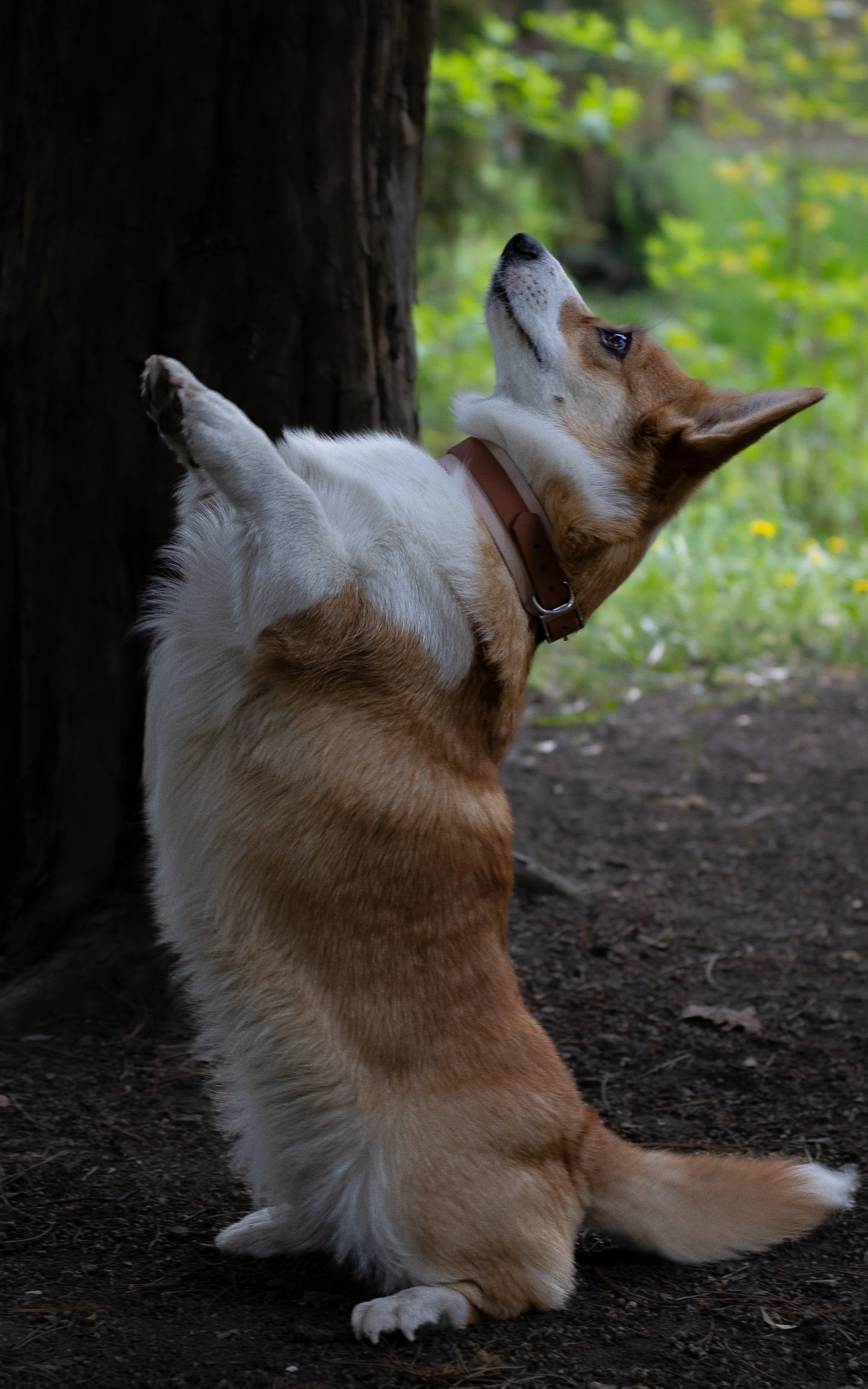 Biothane voděodolný obojek, barevný biothane obojek, voděodolný obojek, obojek na míru, nastavitelný biothane obojek, corgi, welsh corgi v béžovém biothanovém obojku
