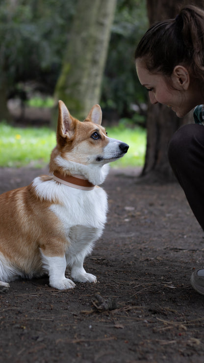 Biothane voděodolný obojek, barevný biothane obojek, voděodolný obojek, obojek na míru, nastavitelný biothane obojek, corgi, welsh corgi v béžovém biothanovém obojku