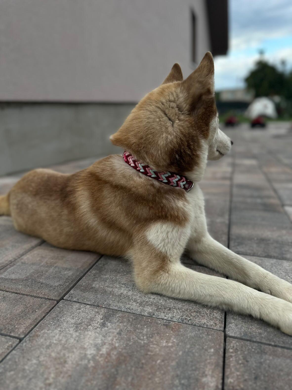 Paracordový obojek na míru ve vzoru 'Fairy dust'