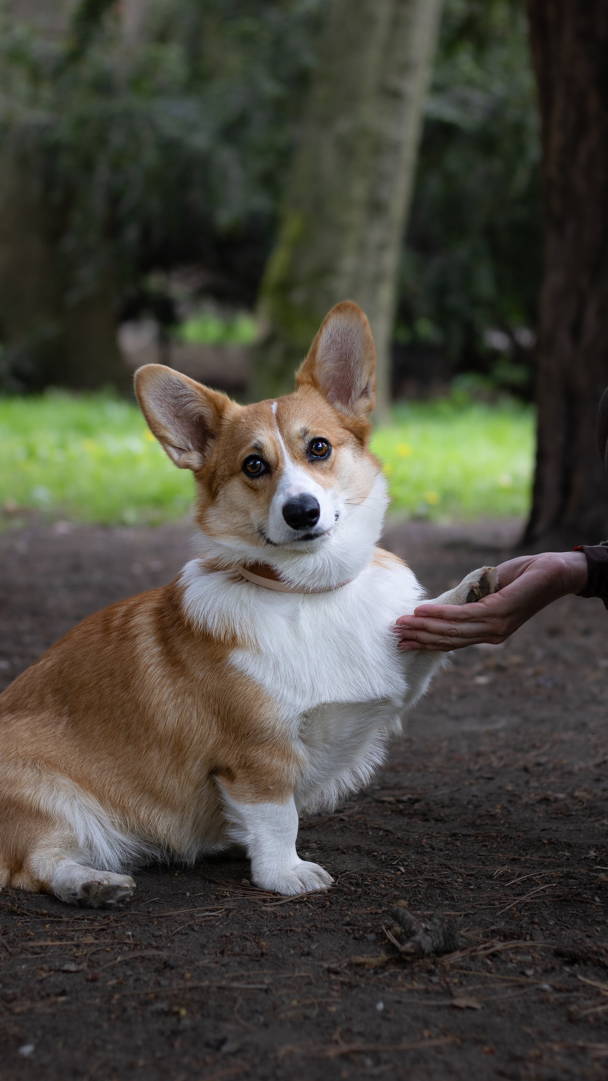 Biothane voděodolný obojek, barevný biothane obojek, voděodolný obojek, obojek na míru, nastavitelný biothane obojek, corgi, welsh corgi v béžovém biothanovém obojku