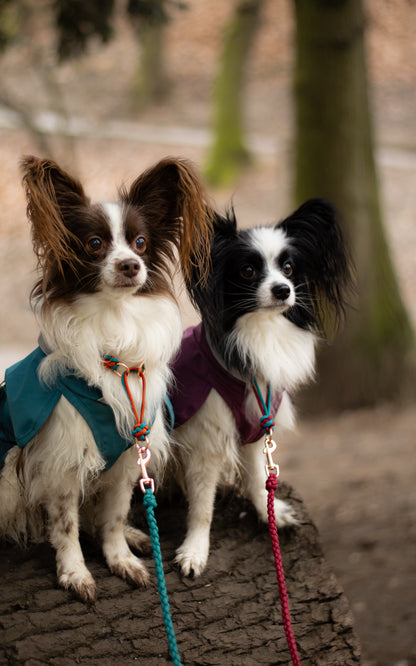 Na fotce jsou 2 papilloni pózující s lehkými paracordovými vodítky s ručkou vhodnými pro malé psy svou lehkostí a šířkou. Barvy vodítek jsou vínová a tmavě tyrkysová. 