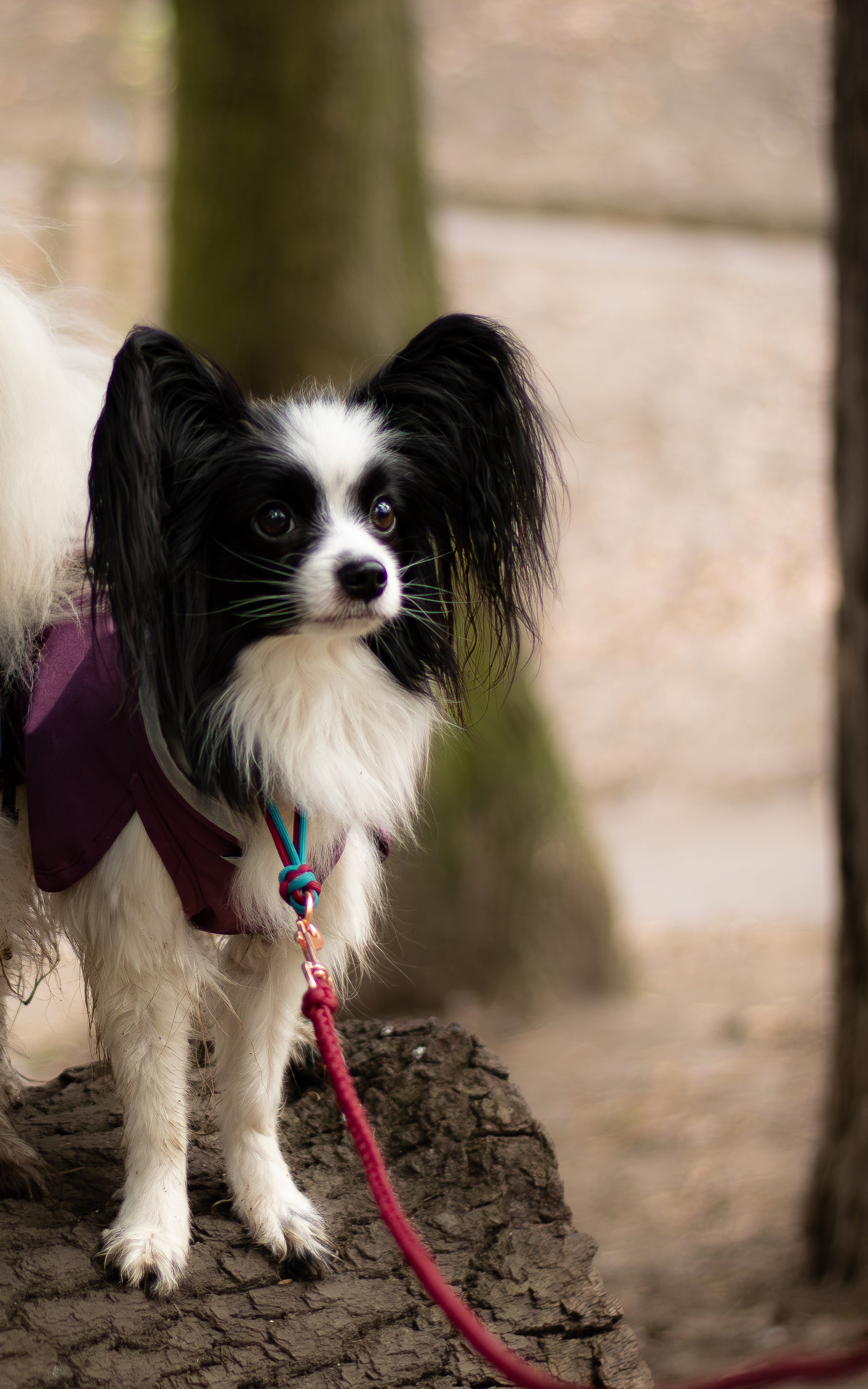 Na fotce je černobílá papillonka pózující s lehkým paracordovým vodítkem s ručkou vhodným pro malé psy svou lehkostí a šířkou. Barva vodítka je vínová.
